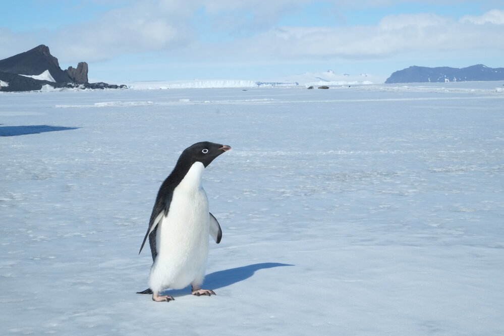 2014-15 Ad&eacute;lie penguin at Cape Barne