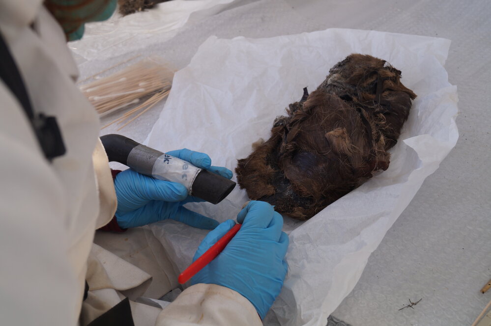 2014-15 Cape Evans, conservators at work, AHT's Annick Vuissoz brush vacuuming (002)