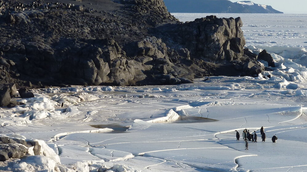 2010-11 Emperor penguins on the sea ice near Cape Royds (005)