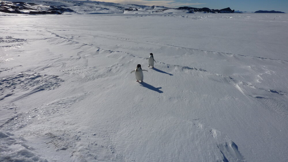 2010-11 Two Adelie penguins at Cape Royds