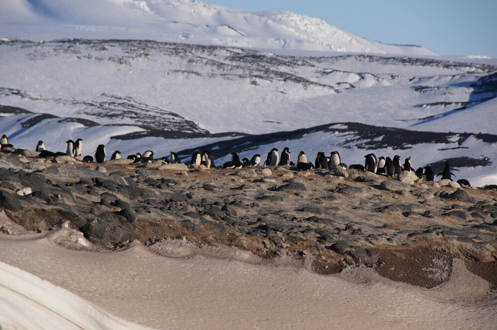 Ad&eacute;lie penguin rookery, Cape Royds