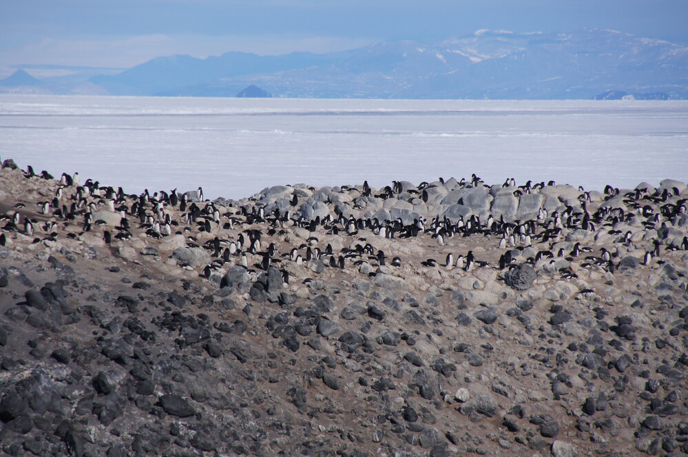 Ad&eacute;lie penguin rookery, Cape Royds (002)