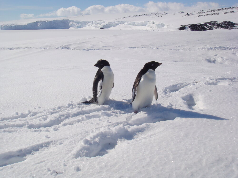 Ad&eacute;lie penguins 