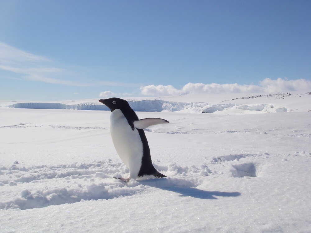 Ad&eacute;lie penguin