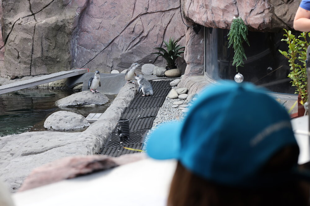 Little Blue penguins seen at the International Antarctic Centre