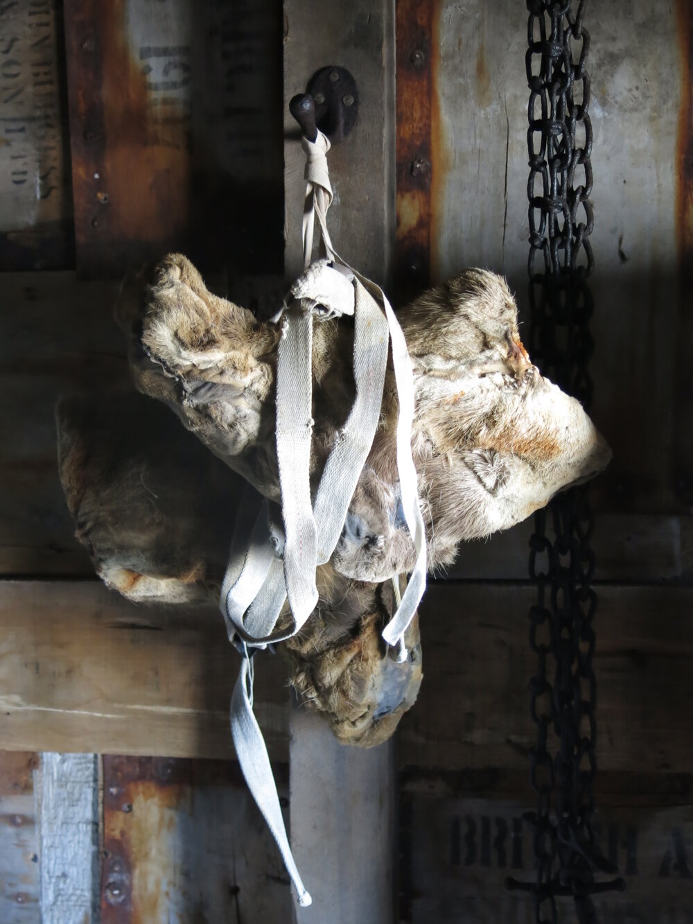 2014-15 Scott's 'Terra Nova' hut artefact monitoring, fixtures and fittings, boots on hook (001)