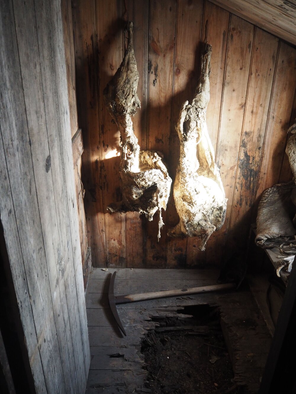 Mutton carcases, Scott's 'Discovery' hut (001)