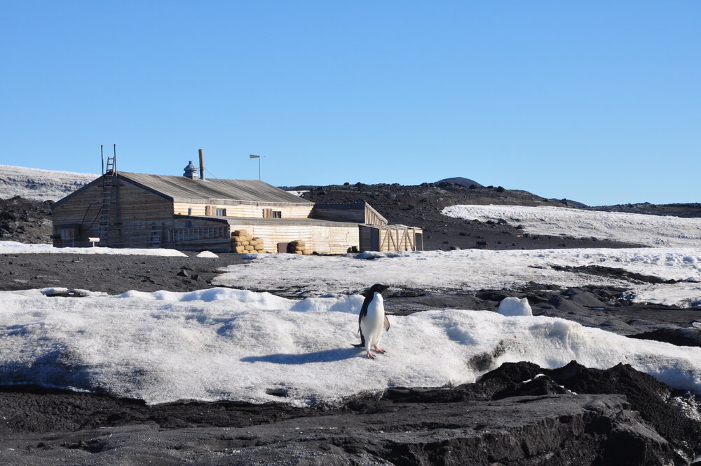 2013-14 Adelie penguin outside Scott's 'Terra Nova' hut, Cape Evans