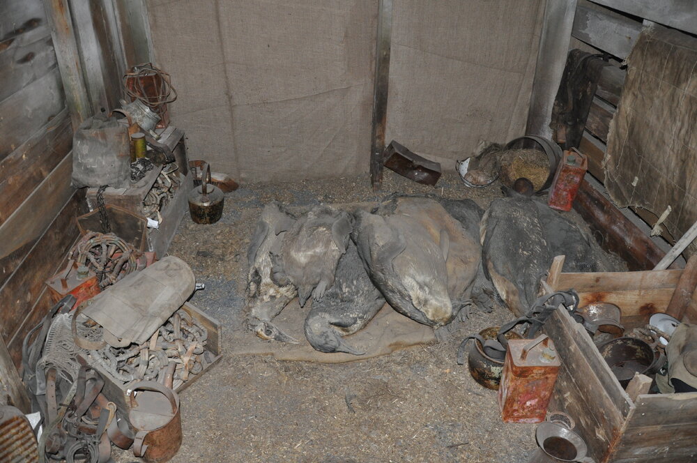 2013-14 Stack of penguins inside Scott's 'Terra Nova' hut, Cape Evans