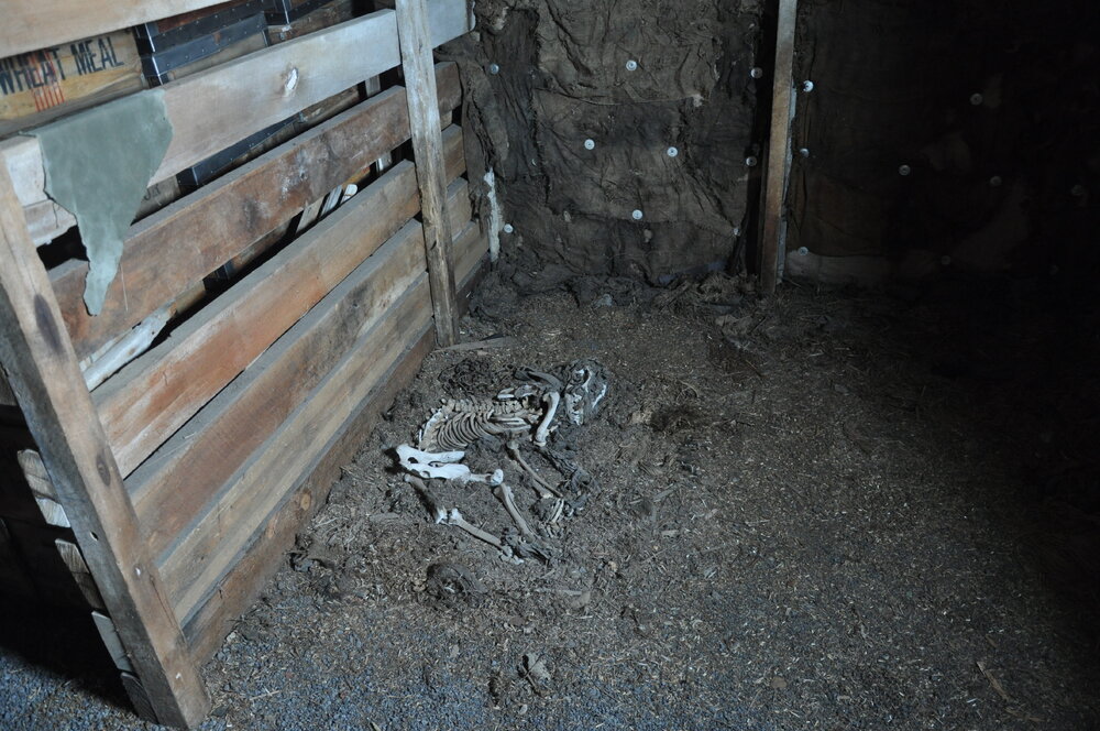 2013-14 Dog skeleton in the Stables inside Scott's 'Terra Nova' hut, Cape Evans