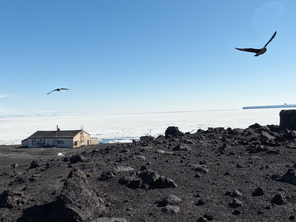 2022 Scott's 'Terra Nova' hut, Antarctic Skua flying above
