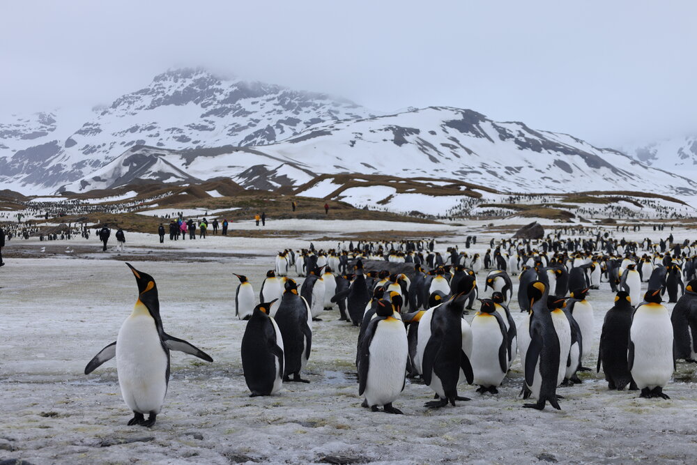 Emperor penguins at St Andrews Bay