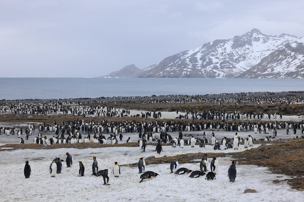 Emperor penguins at St Andrews Bay (001)
