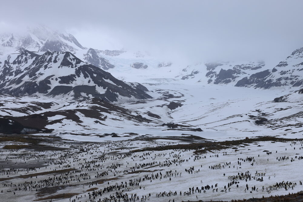 Emperor penguins at St Andrews Bay (005)
