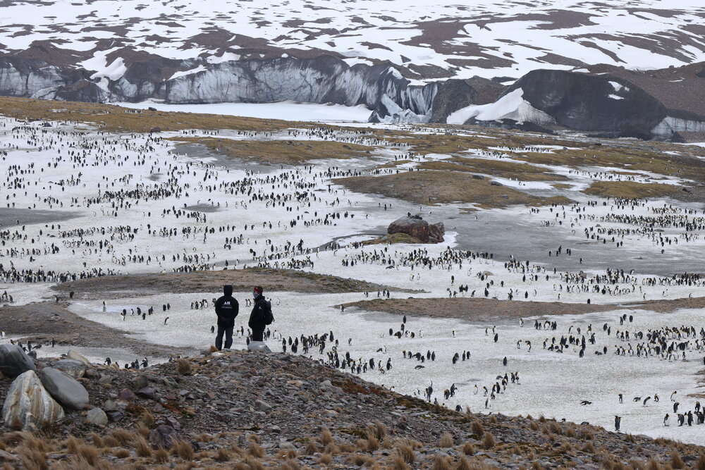 Inspiring Explorers and Penguin colony