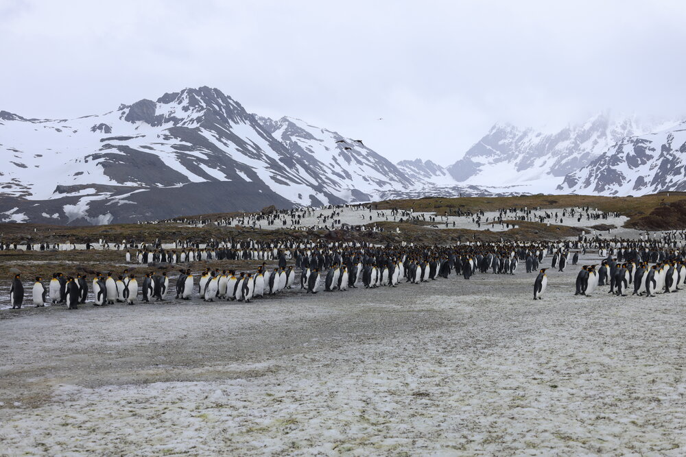 Emperor penguins at St Andrews Bay (011)