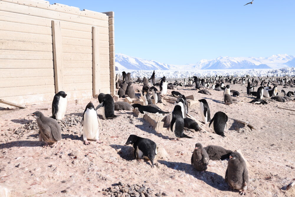 2025 Adelie penguins at Cape Adare