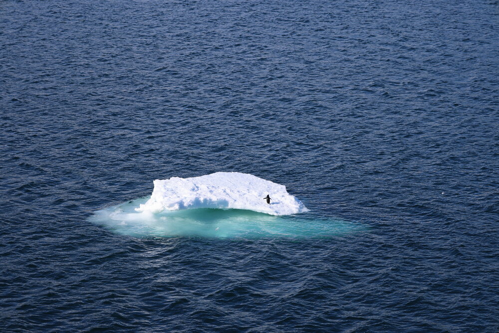 2025 Penguin on an iceberg