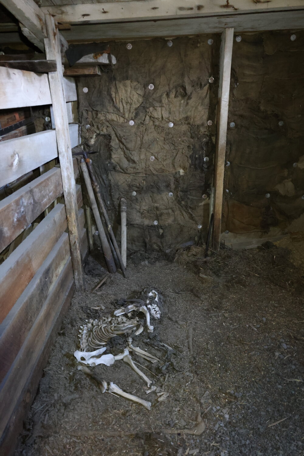 2025 Dog skeleton in the Stables, Cape Evans