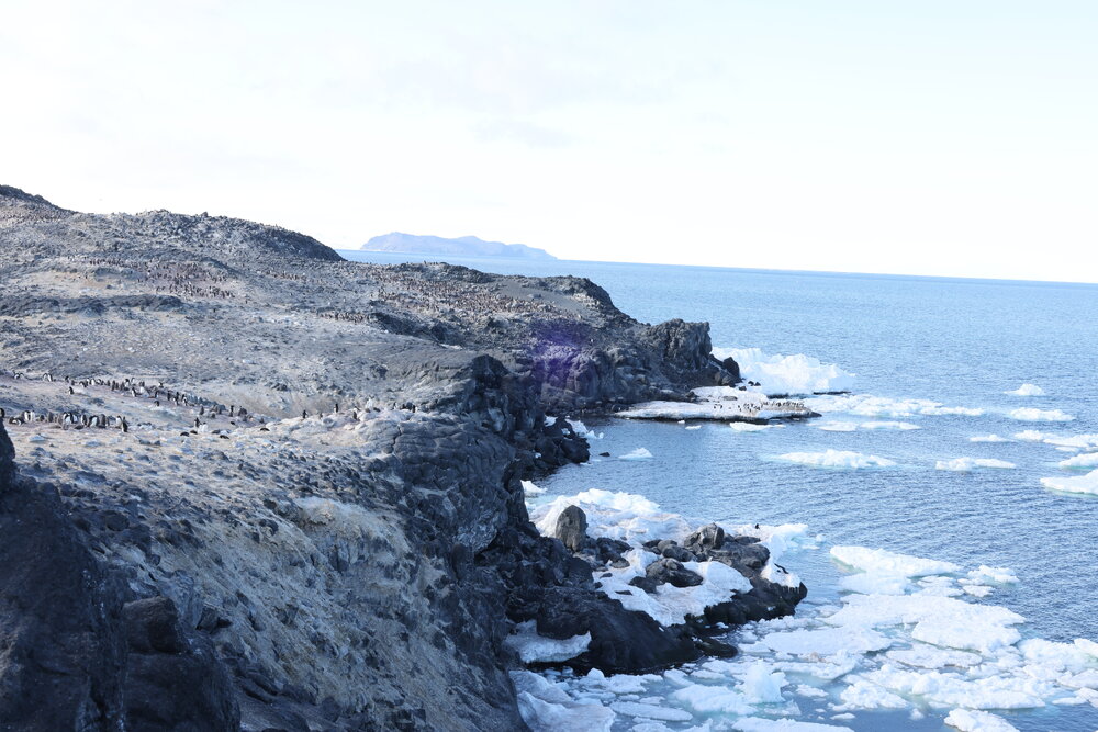 2025 Adelie penguins at Cape Royds