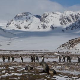 Scene from Fortuna Bay, South Georgia, with King penguins and elephant seals in the foreground and mountains in the background