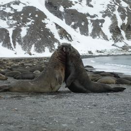 Elephant seals fighting on a beach in South Georgia
