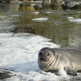 Young elephant seal on snow patch, South Georgia