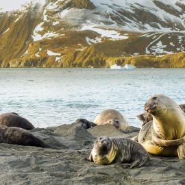 Elephant seals with pups on a beach in South Georgia