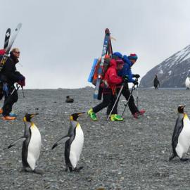 Inspiring explorers and guides walk amongst King penguins in South Georgia with their skis on their packs