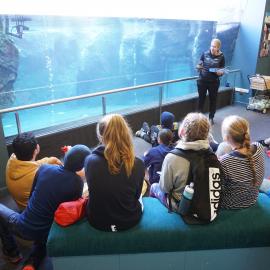 Young Inspiring Explorers view penguins at the International Antarctic Centre
