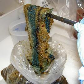 2006 Tripe removed from can (001)