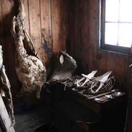 2006 Mutton carcasses inside Scott's 'Discovery' hut, Hut Point