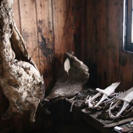 2006 Mutton carcasses inside Scott's 'Discovery' hut, Hut Point