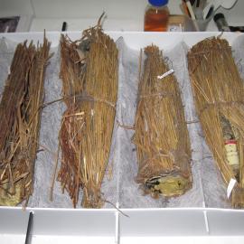 2010 Shackleton's Whisky thawing at Canterbury Museum