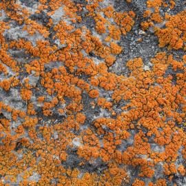 2009-10 Orange lichen