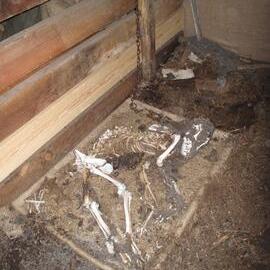 2009-10 Dog skeleton relocated to Stables, Scott's 'Terra Nova' hut