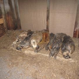 2009-10 Emperor penguin carcasses relocated to Stables, Scott's 'Terra Nova' hut