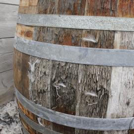 2019-20 Penguin feathers caught in Speights beer barrel fibres, Shackleton's 'Nimrod' Hut (003)
