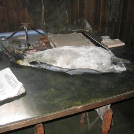 2003 K440 at Scott's 'Terra Nova' hut, interior - Chart table and stuffed Emperor penguin