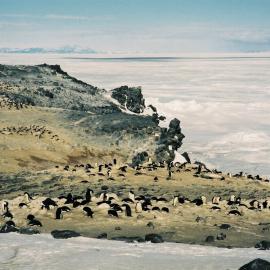 2002 Cape Royds penguin rookery