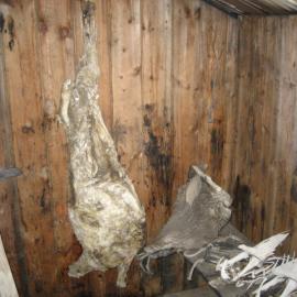 2006 Hanging mutton carcasses inside Scott's 'Discovery' hut, Hut Point