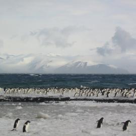2003 K440 at Cape Adare - Adélie penguins on frozen beach (001)