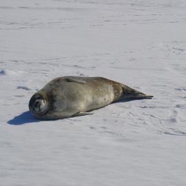 Weddell seal on the ice