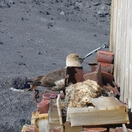 2003-04 A Skua investigating food remnants outside Shackleton's 'Nimrod' Hut 