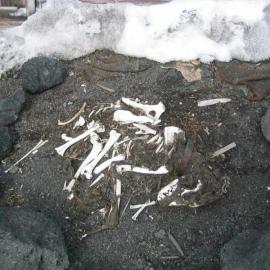 2002-03 Dog skeleton, north side of Scott's 'Terra Nova' Hut