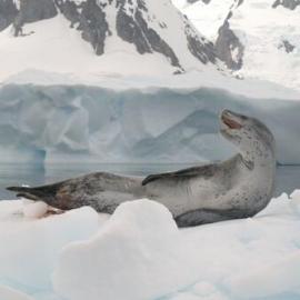 Leopard seal lounging on Antarctic Peninsula