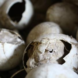2008-09 'Terra Nova' hut, interior artefacts (153)