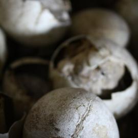 2008-09 'Terra Nova' hut, interior artefacts (155)