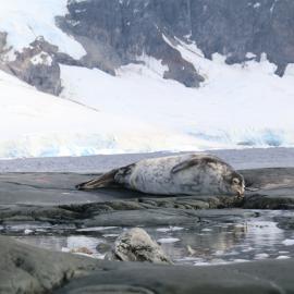 Seal resting