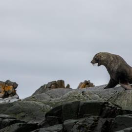 Seal on the rocks